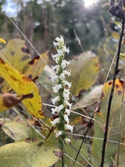Spiranthes ochroleuca