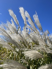 Miscanthus