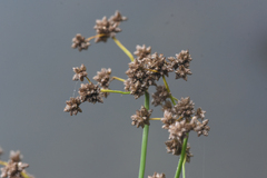 Scirpus microcarpus