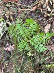 Jacaranda mimosifolia