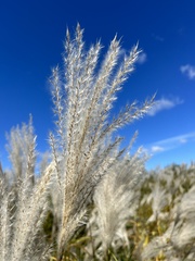 Miscanthus