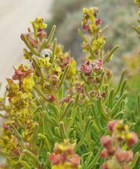 Tetragonia fruticosa