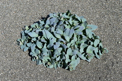 Mertensia maritima