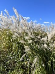 Miscanthus