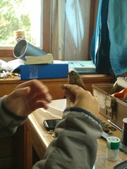 Troglodytes hiemalis