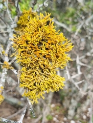 Dufourea flammea