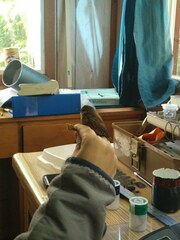 Troglodytes hiemalis