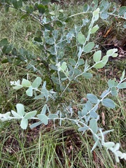 Acacia podalyriifolia