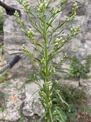 Erigeron canadensis