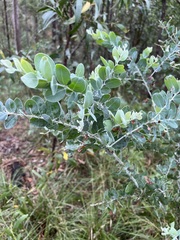 Acacia podalyriifolia