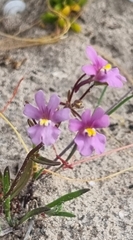 Nemesia affinis