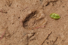 Mazama gouazoubira