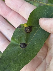 Phylloxera notabilis