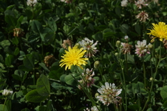 Crepis tectorum