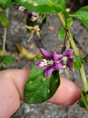 Lycium barbarum