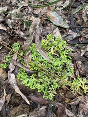 Pulchrocladia retipora