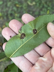 Phylloxera notabilis