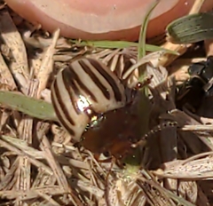 Zygogramma suturalis