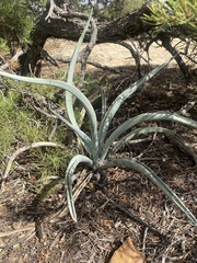 Yucca baccata