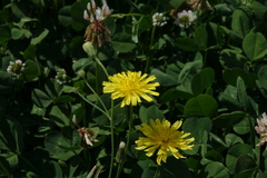Crepis tectorum