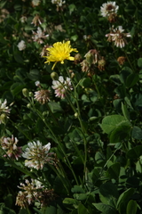 Crepis tectorum