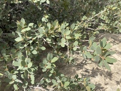Quercus turbinella
