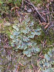 Solorina crocea