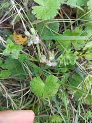 Geranium molle