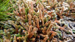 Selaginella rupestris