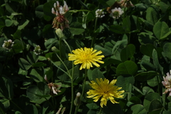 Crepis tectorum