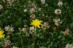Crepis tectorum
