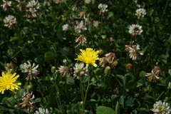 Crepis tectorum