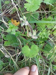 Geranium molle