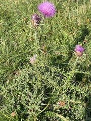 Carduus defloratus carlinifolius
