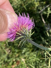 Carduus defloratus carlinifolius