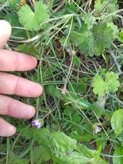 Geranium molle