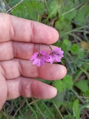 Geranium molle