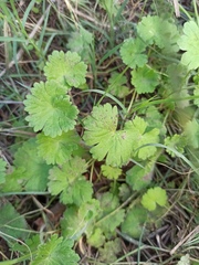 Geranium molle