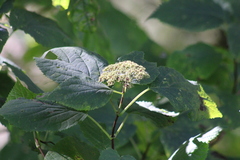 Hydrangea arborescens