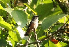 Calliphlox amethystina
