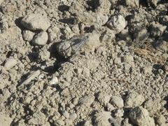 Orthetrum chrysostigma