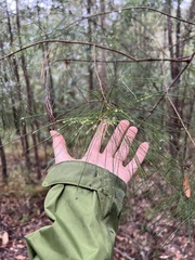 Allocasuarina torulosa