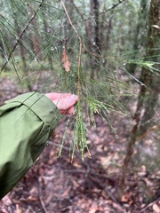 Allocasuarina torulosa