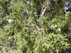 Juniperus osteosperma