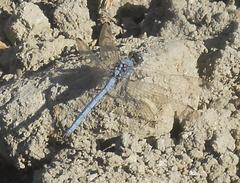 Orthetrum chrysostigma