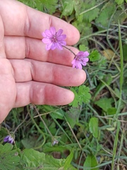 Geranium molle