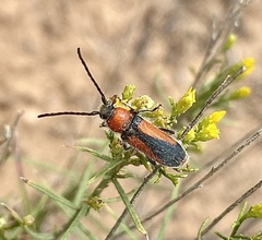 Crossidius coralinus