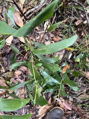 Acacia leiocalyx