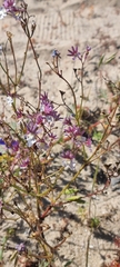 Nemesia bicornis