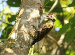 Dryobates spilogaster